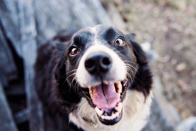 happy dog